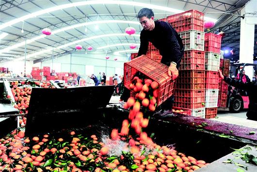 秭归脐橙网销突破10亿元 成为湖北农村电商第