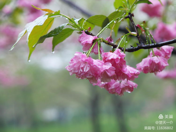 世界赏樱之都 武汉东湖樱园