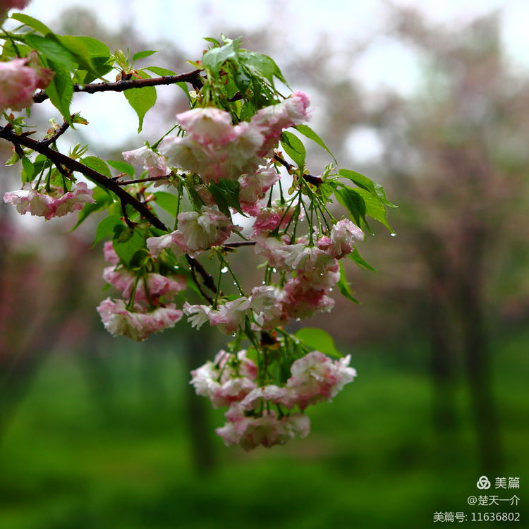 世界赏樱之都 武汉东湖樱园