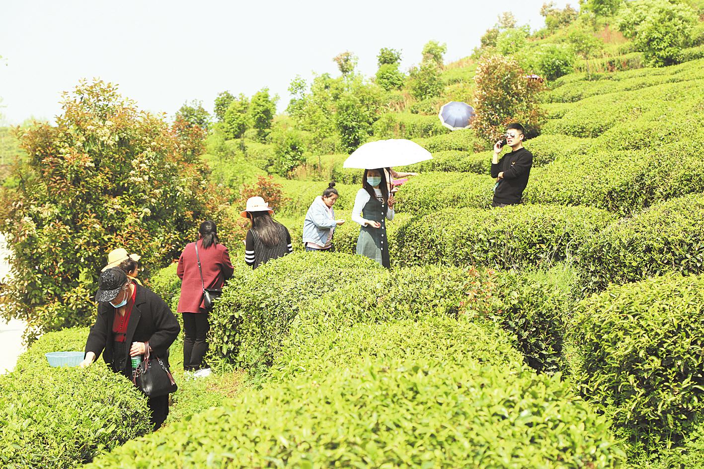 大茶场 半停产的老茶场盘活了- 湖北省人民政府门户网站